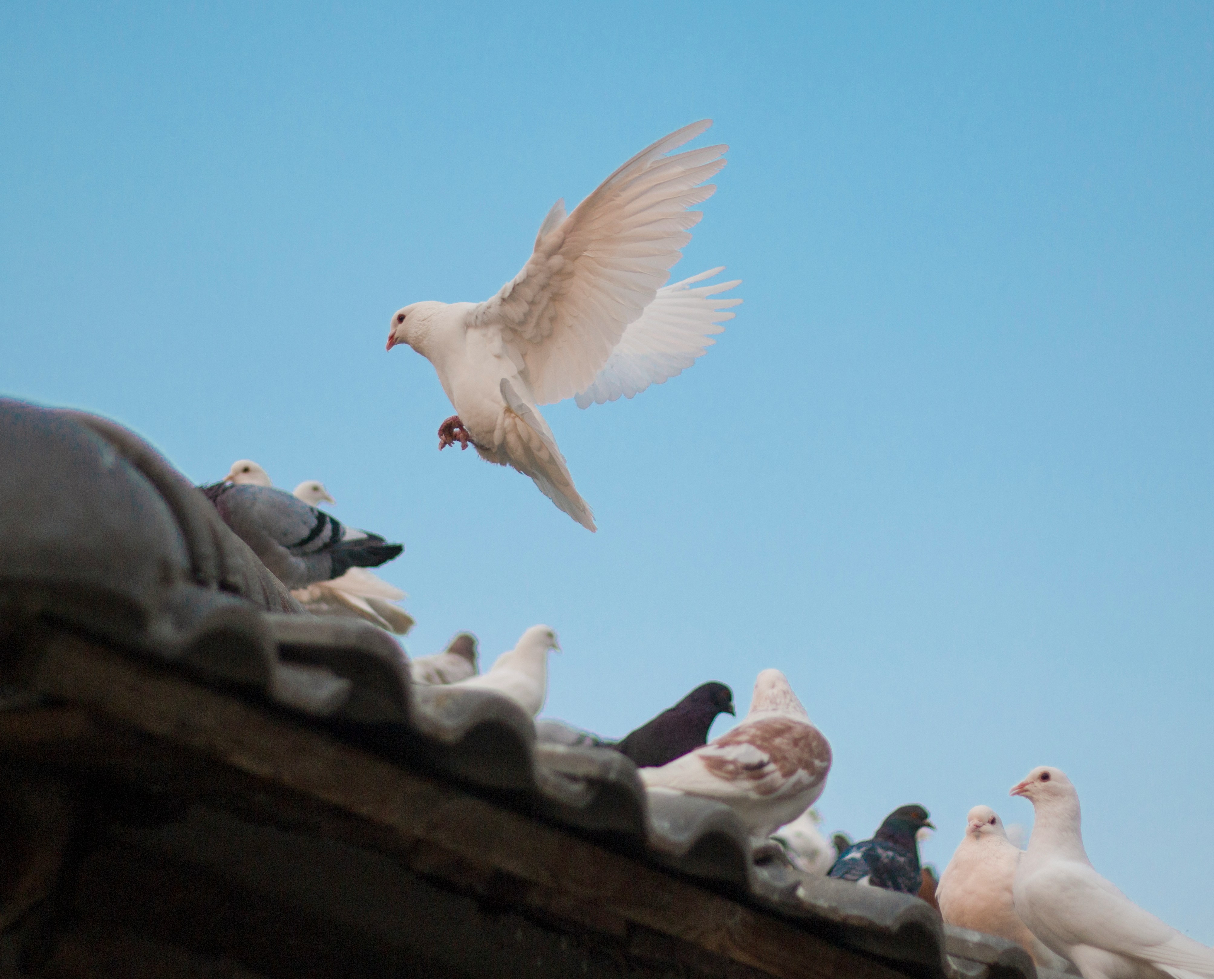 © Dadalan Real / Unsplash